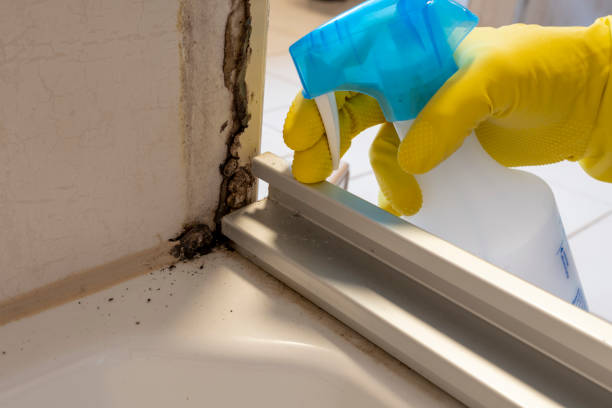 Best Mold Prevention Services  in Kaloko, HI